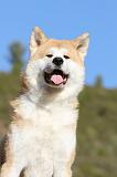 AKITA INU 045